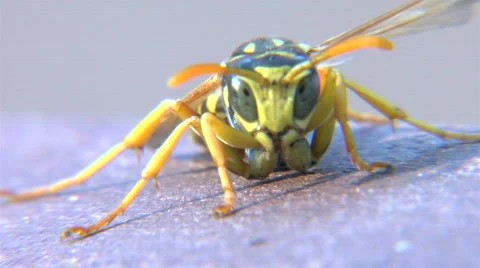 Wasp face Stock Footage 503936