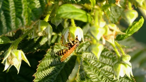Wasp falls on the flowers of raspberry Stock Footage 95130335