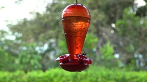 Wasp Feeding On Bird Feeder With Trees And Bushes In Background Stock Footage 300724092