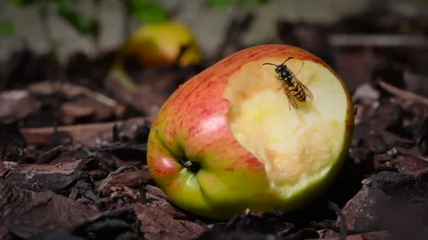 Wasp feeding off discarded apple Vidéo 140401214