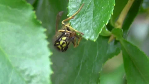 Wasp Feeding Video stock 99065240