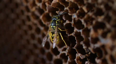 Wasp feeding on a honeycomb candy Stock Footage 30468438