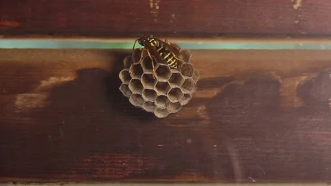 Wasp Feeding the Larvae in Small Wasp Nest in Honeycombed Pattern Stock Footage 75992496