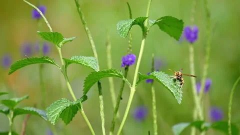 Wasp Feeding on Leaf Before Flying Out of Frame Stock Footage 338225272