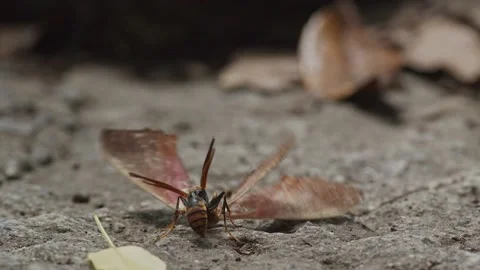 Wasp feeding on a moth carcass on the forest floor Stock Footage 162006640