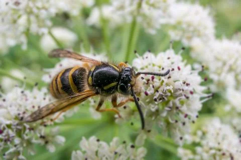 Wasp feeding Stock Photos