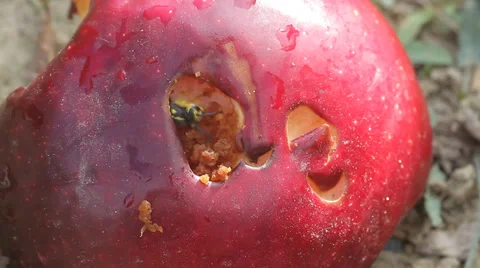 Wasp feeding on a red apple Stock Footage 30468219