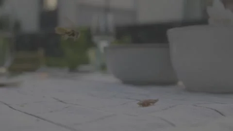 Wasp Feeding on Table Scrap Outdoors With White Tablecloth in Shallow Focus Clos Stock Footage 334055262