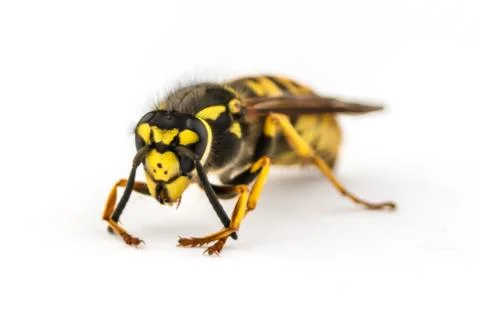 Wasp with feelers Fotos Stock