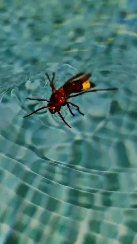 Wasp fell down in the swimming pool Stock Footage 288002226