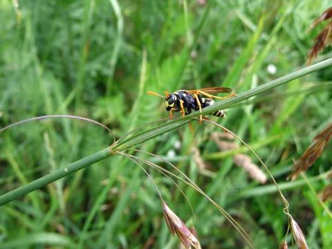 Wasp in field Stock Photos