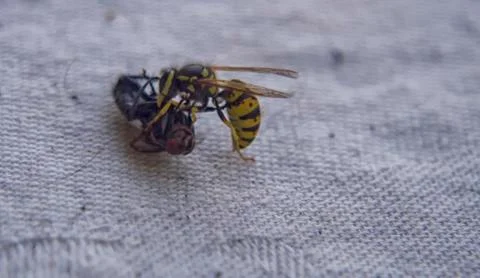 Wasp fighting with fly on the table. Stock Photos