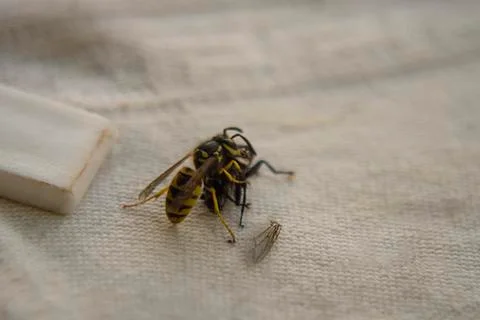 Wasp fighting with fly on the table. Stock Photos