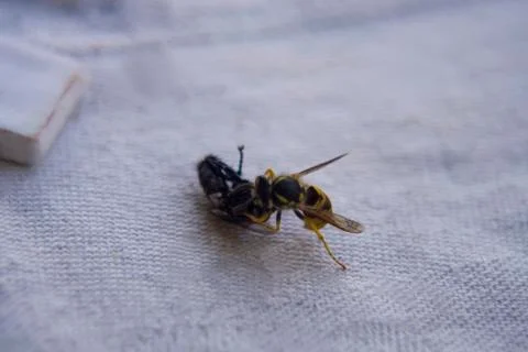Wasp fighting with fly on the table. Stock Photos