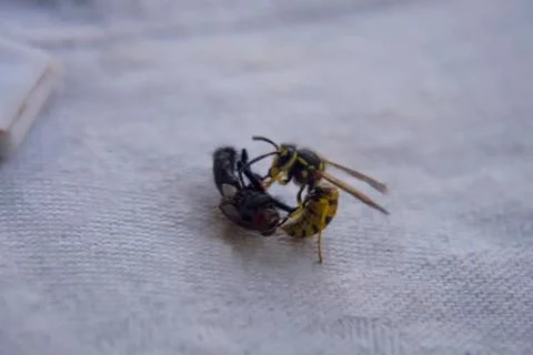 Wasp fighting with fly on the table. Stock Photos