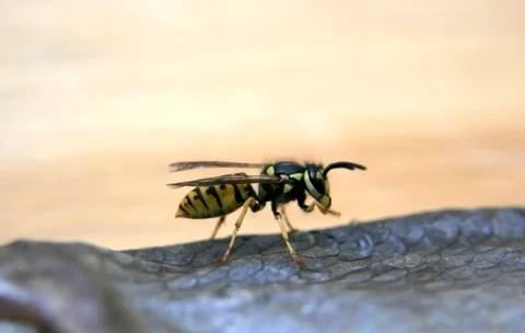 Wasp on the fish Stock Photos