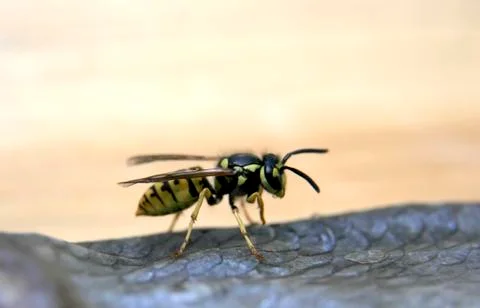 Wasp on the fish Foto stock