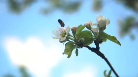 The wasp flies about a flowering tree and sits on a flower Vídeos de archivo 108686594