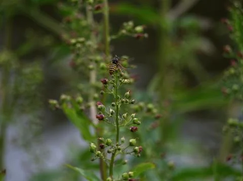 A wasp in flight between plants at summer in jena Stock Photos