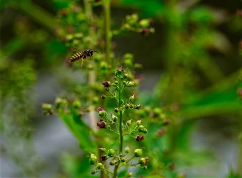 A wasp in flight between plants at summer in jena Stock Photos