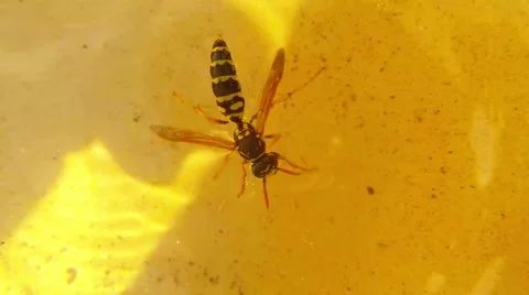 Wasp Flounder in Water Reflection of Sun Macro Stock Footage 67252574