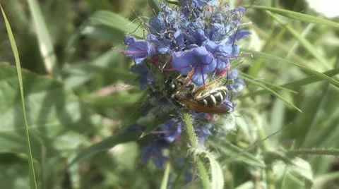 Wasp on a flower Stock Footage 11317812