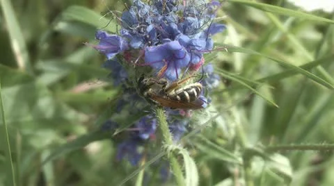 Wasp on a flower Stock Footage 11317940