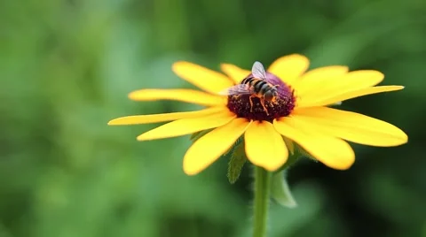 Wasp on a Flower Stock Footage 40401268