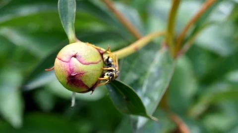Wasp on a flower Stock Footage 76261398