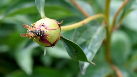 Wasp on a flower Stock Footage 76261656