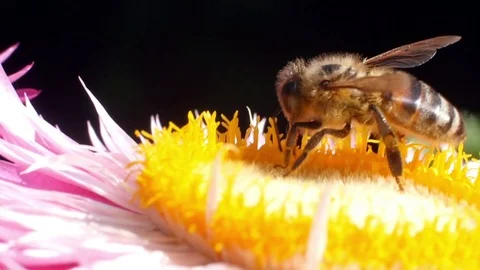 Wasp on flower. Stock Footage 78927308