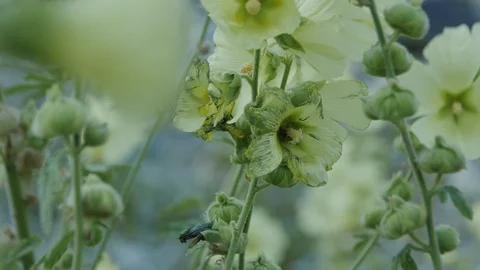 Wasp in a Flower Stock Footage 89738603