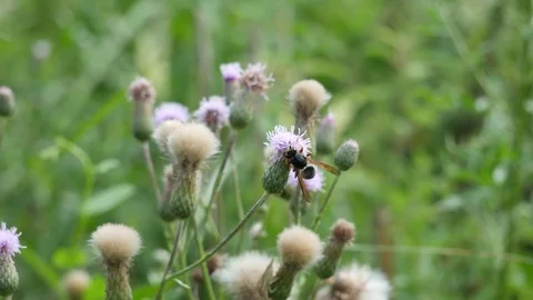 Wasp on a flower. 動画素材 117049678