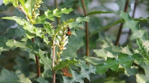 Wasp on flower with green leaf. Stock Footage 10798703
