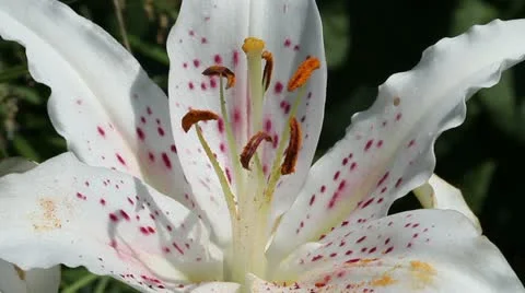 Wasp on a flower lily Stock Footage 11524816