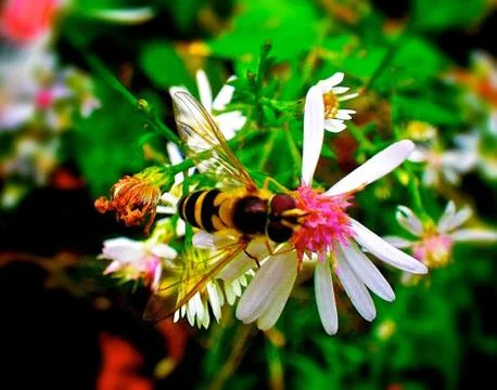 Wasp on flower Stock Photos