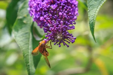 Wasp on a flower Stock Photos