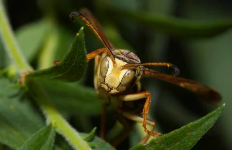 Wasp on a flower Stock Photos