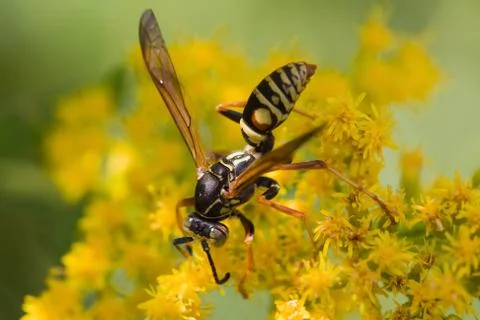 Wasp on a flower Stock Photos