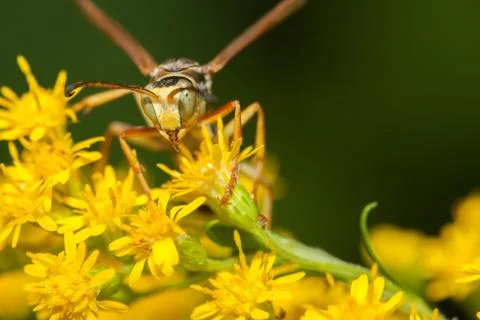 Wasp on a flower Stock Photos