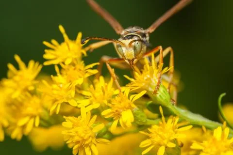 Wasp on a flower Stock Photos