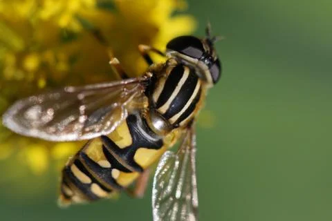 Wasp on flower Stock Photos