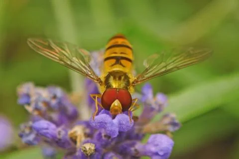 Wasp on the flower Stock Photos