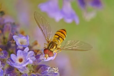 Wasp on the flower Stock Photos
