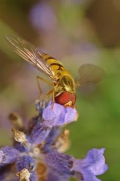 Wasp on the flower Stock Photos