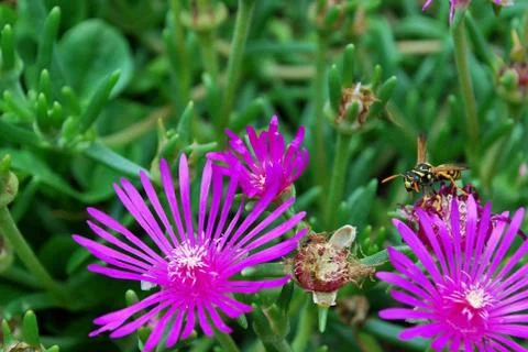 Wasp on flower Stock Photos