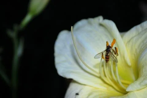 Wasp on flower Stock Photos