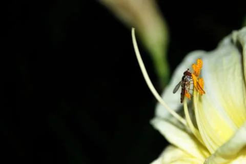 Wasp on flower Stock Photos