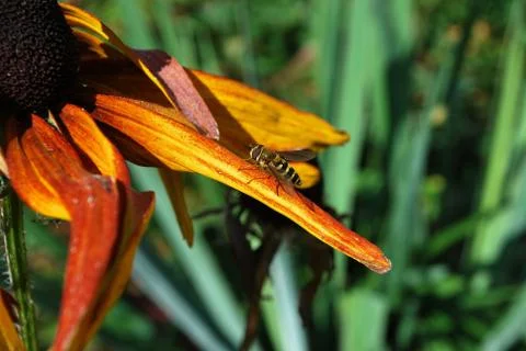 Wasp on flower Foto stock