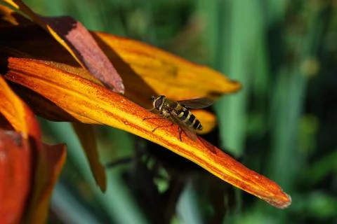 Wasp on flower Stock Photos